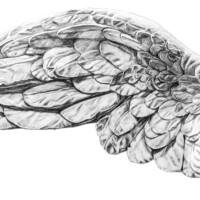 Aile droite - crayon sur papier Arches 300g