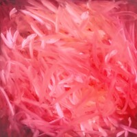 Monochrome roses - Peinture à l’huile sur toile