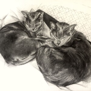 Portrait de deux chats endormis au crayon très réaliste