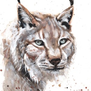 Tête de lynx de 3/4 peinte à l'aquarelle très lumineuse avec des éclaboussures de peinture qui donne du dynamisme